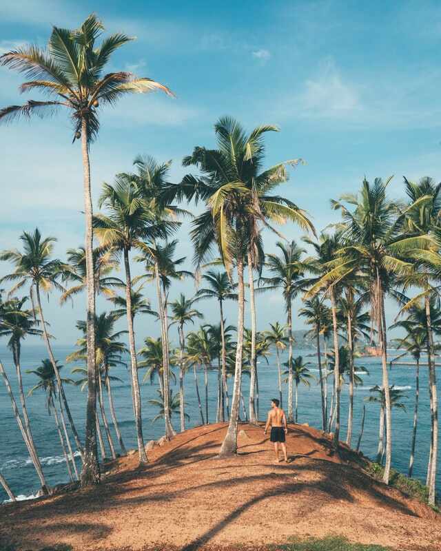 Beach with palmtrees