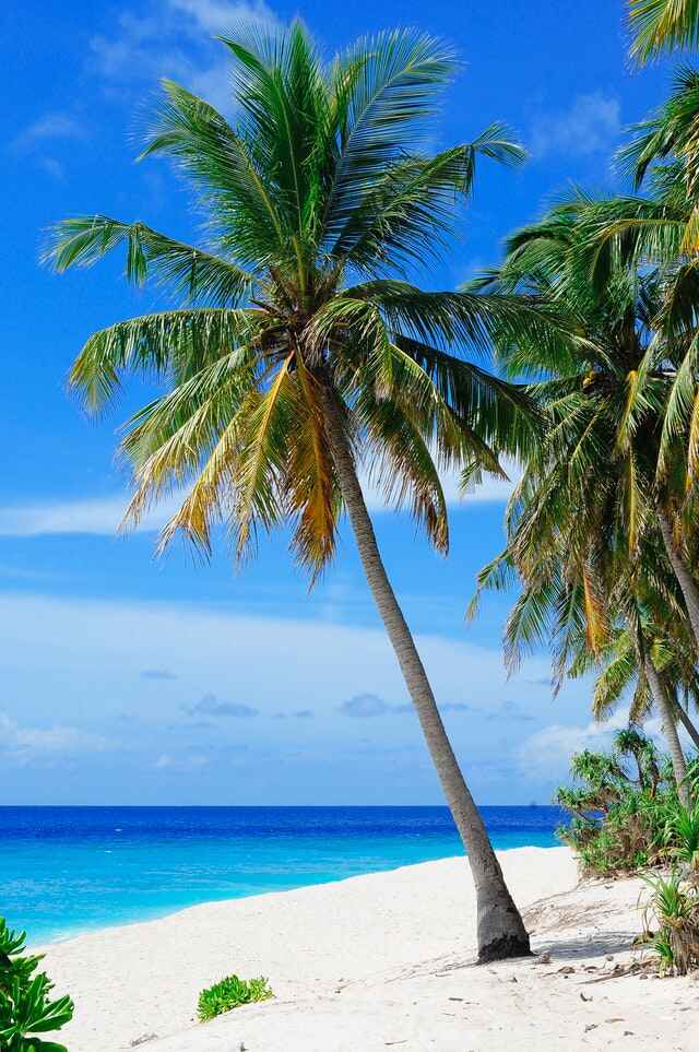 Palmtrees on white sandy beach